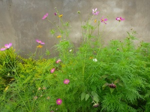 Kirombe Garden 5
