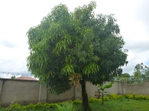 Kirombe Garden  the m Mango Tree
