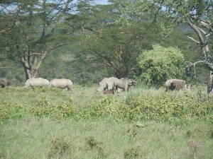 Rhinos Lake Nakuru