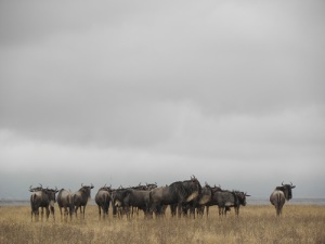 The road in front of us: Wildebeest and our own Attenborough moment
